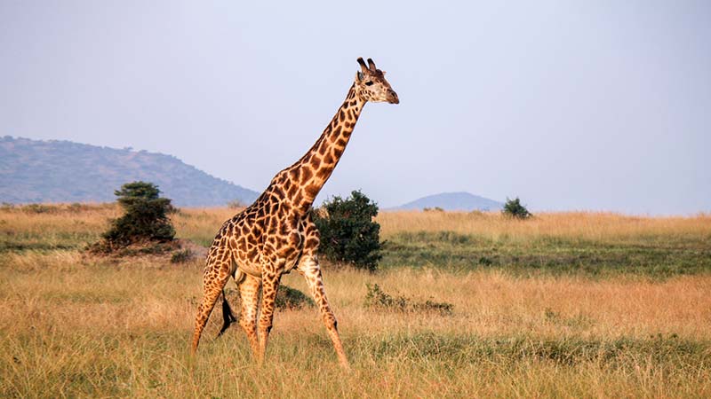 Giraffe with a long neck